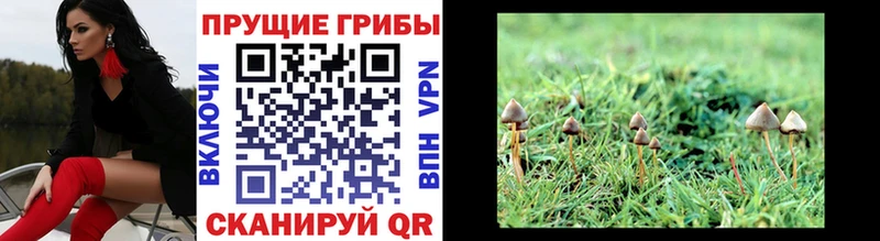 Псилоцибиновые грибы Psilocybine cubensis  Купить  Белово 